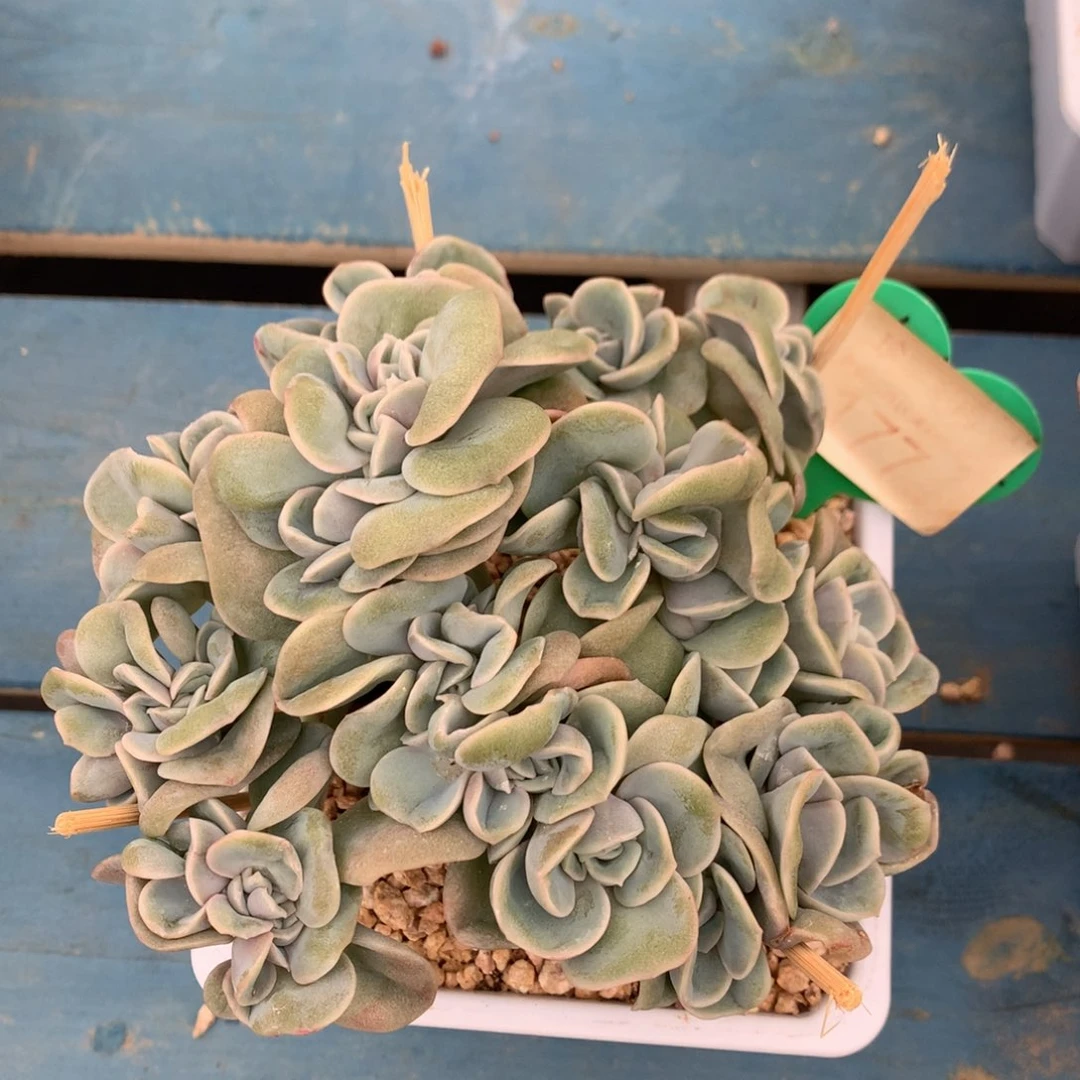 可爱玫瑰朵朵树一物一拍177