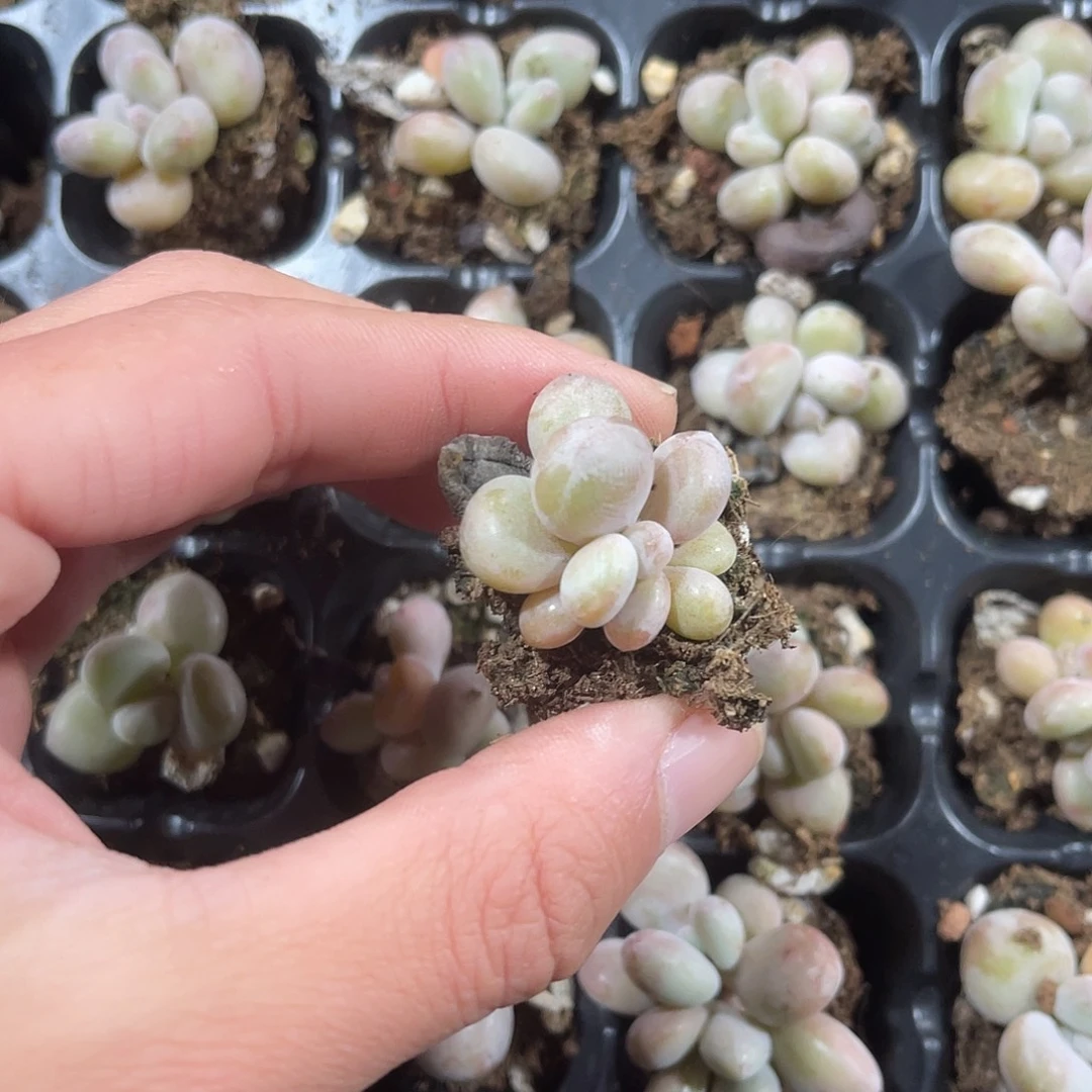 精品香蕉美人多肉植物