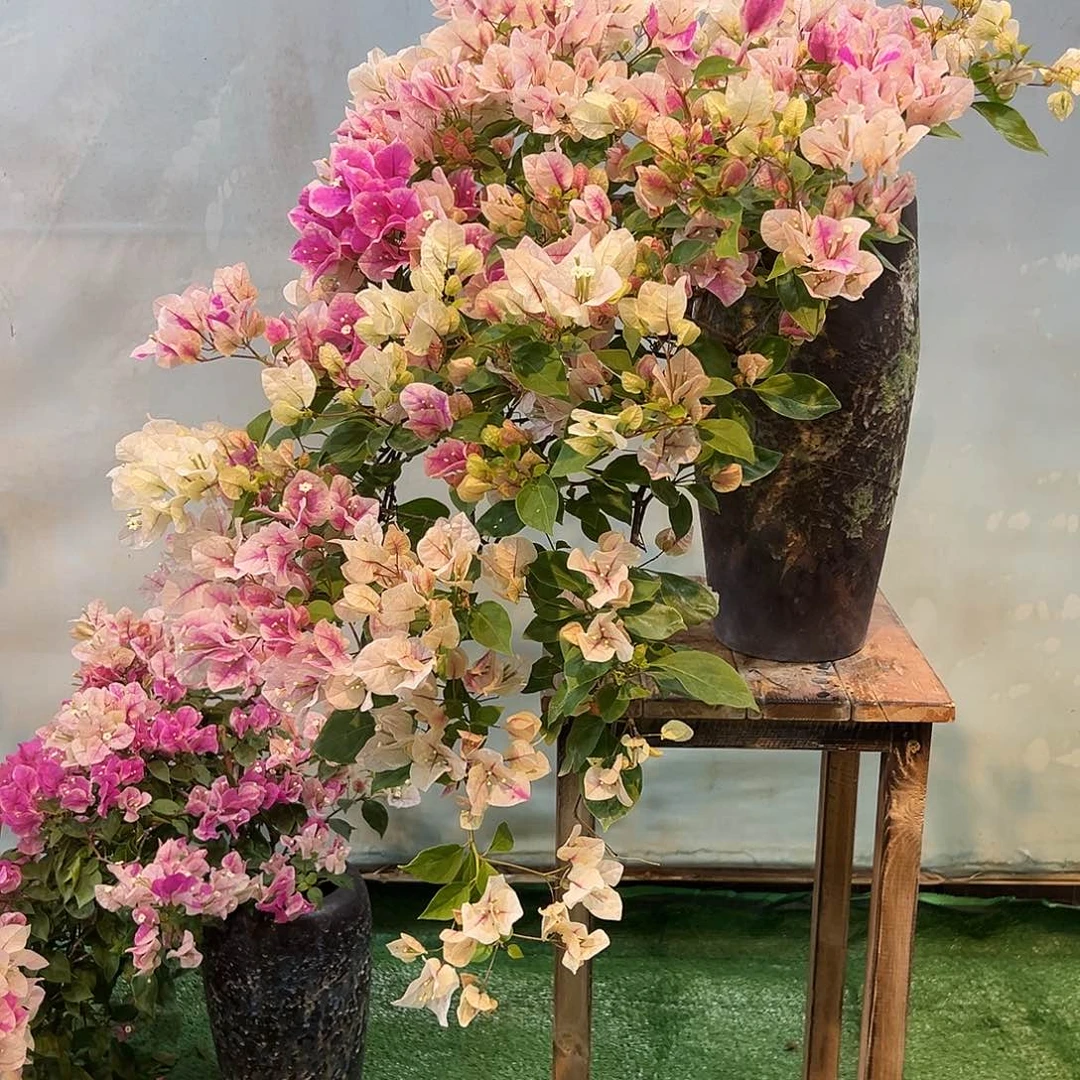 Y***Y完全开放三角梅一物一拍漳红樱