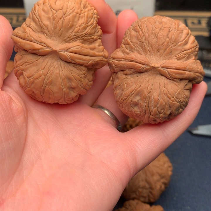 文玩核桃把件柯***尔元宝47黄尖