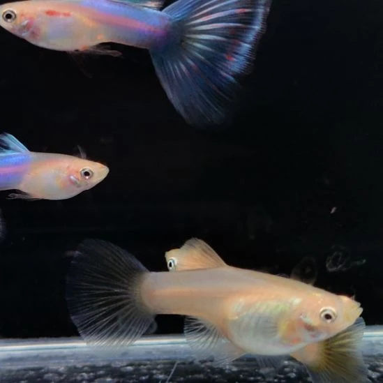 呈****孔雀鱼血红公两条