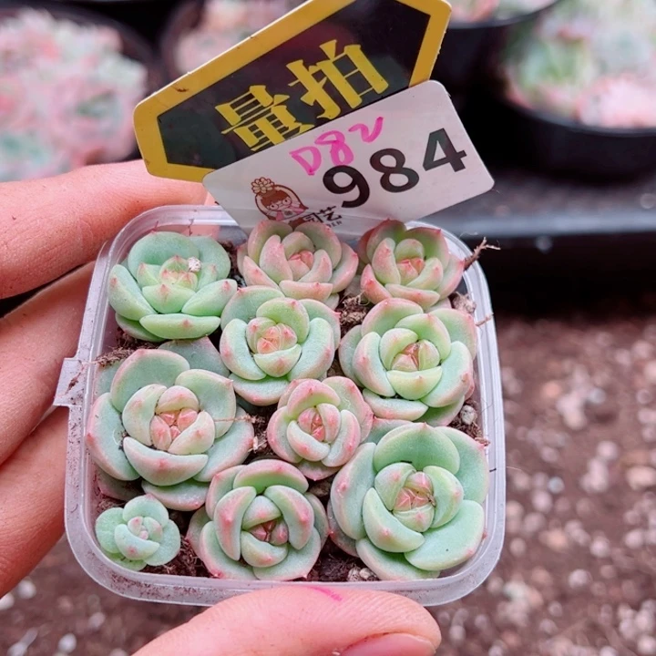 多肉植物多肉植物