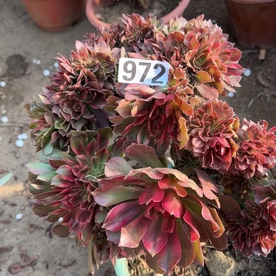 *****多肉植物一个雅典娜972