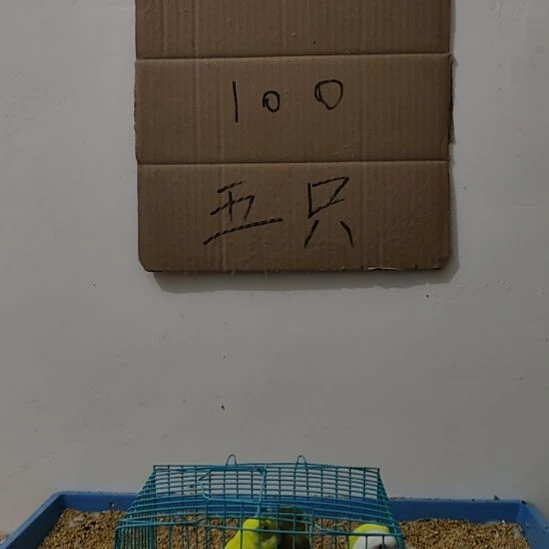 虎皮鹦鹉虎皮鹦鹉鹦鹉5只