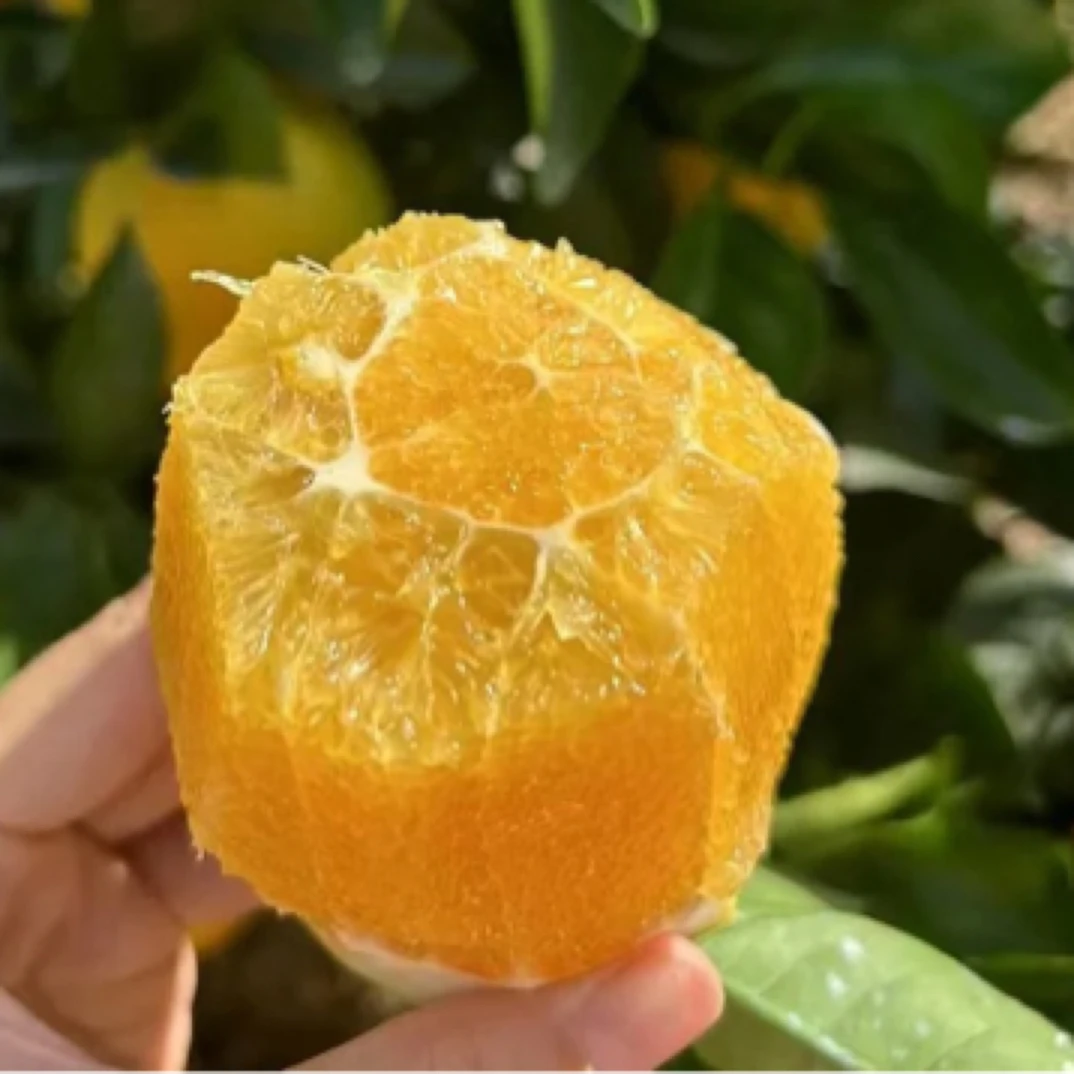 杨氏赣南脐橙毛重5公斤香甜自然熟