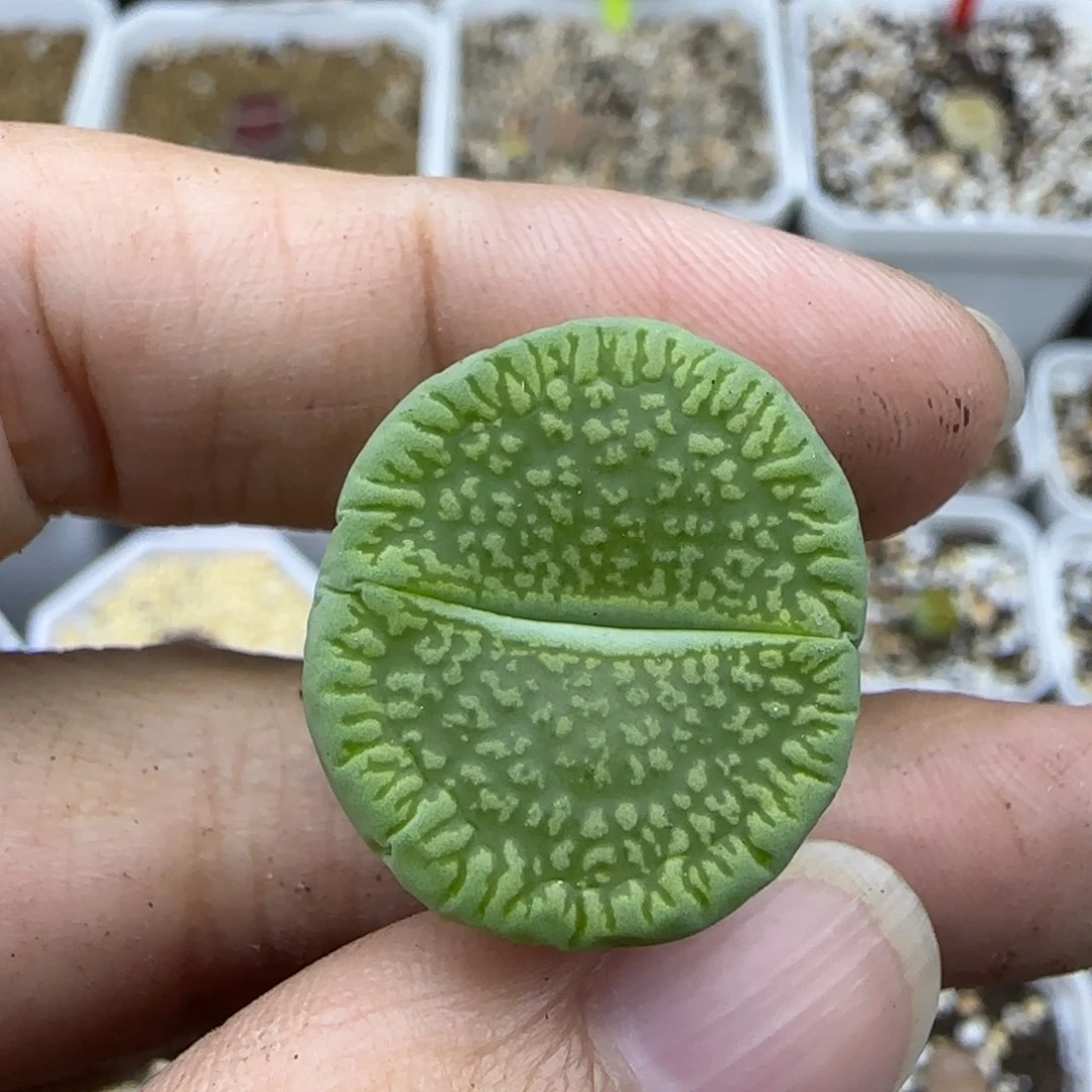 101花脸光阳清框福利30包邮