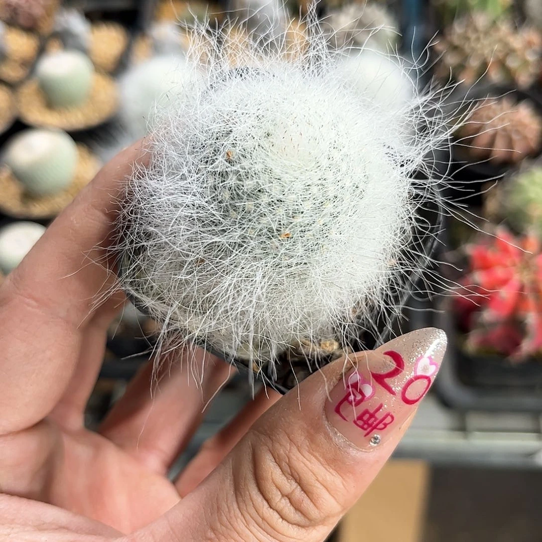 雪原玉翁单头发货有根