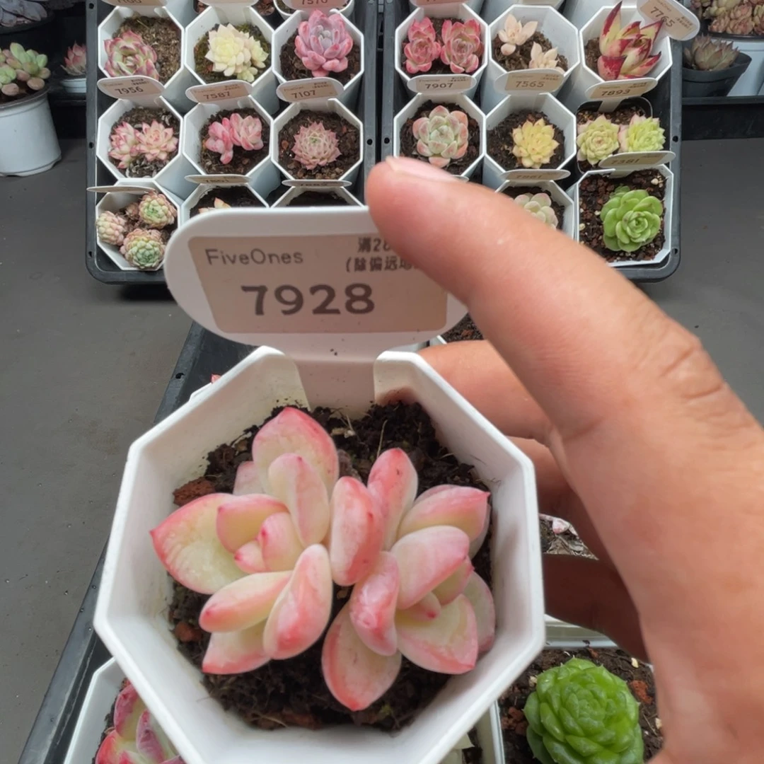 7928奶油泡芙5.0厘米