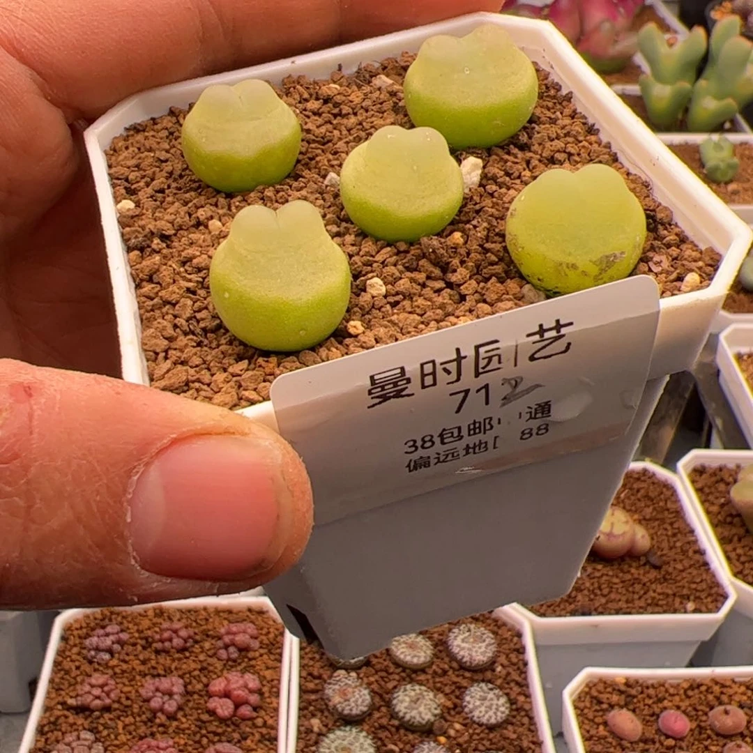 2.22拉登多肉福利712
