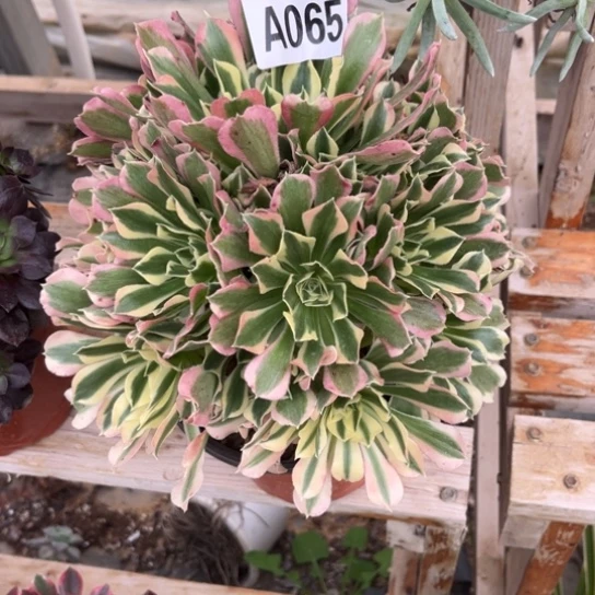 065白凤法师不包断枝