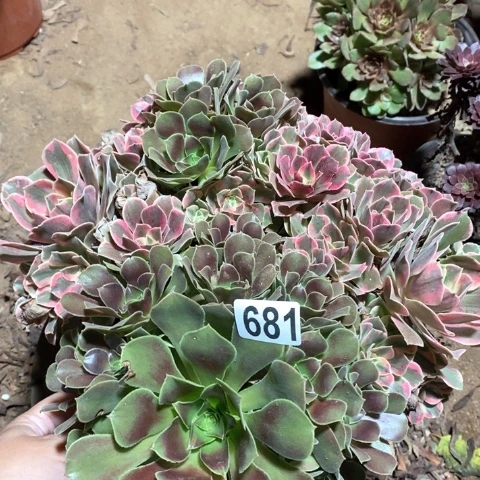 681女妖阴阳法师多肉植物