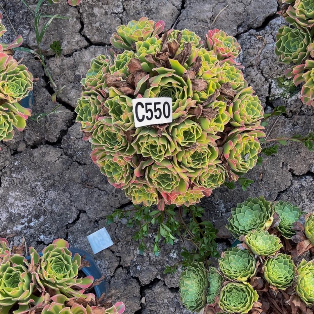 炫彩法师26/-41包邮