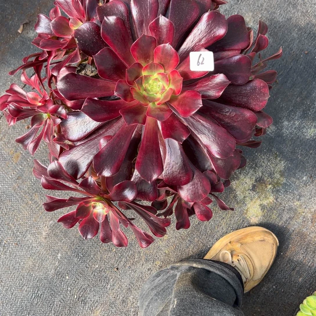 62凤冠多肉椅子滋滋