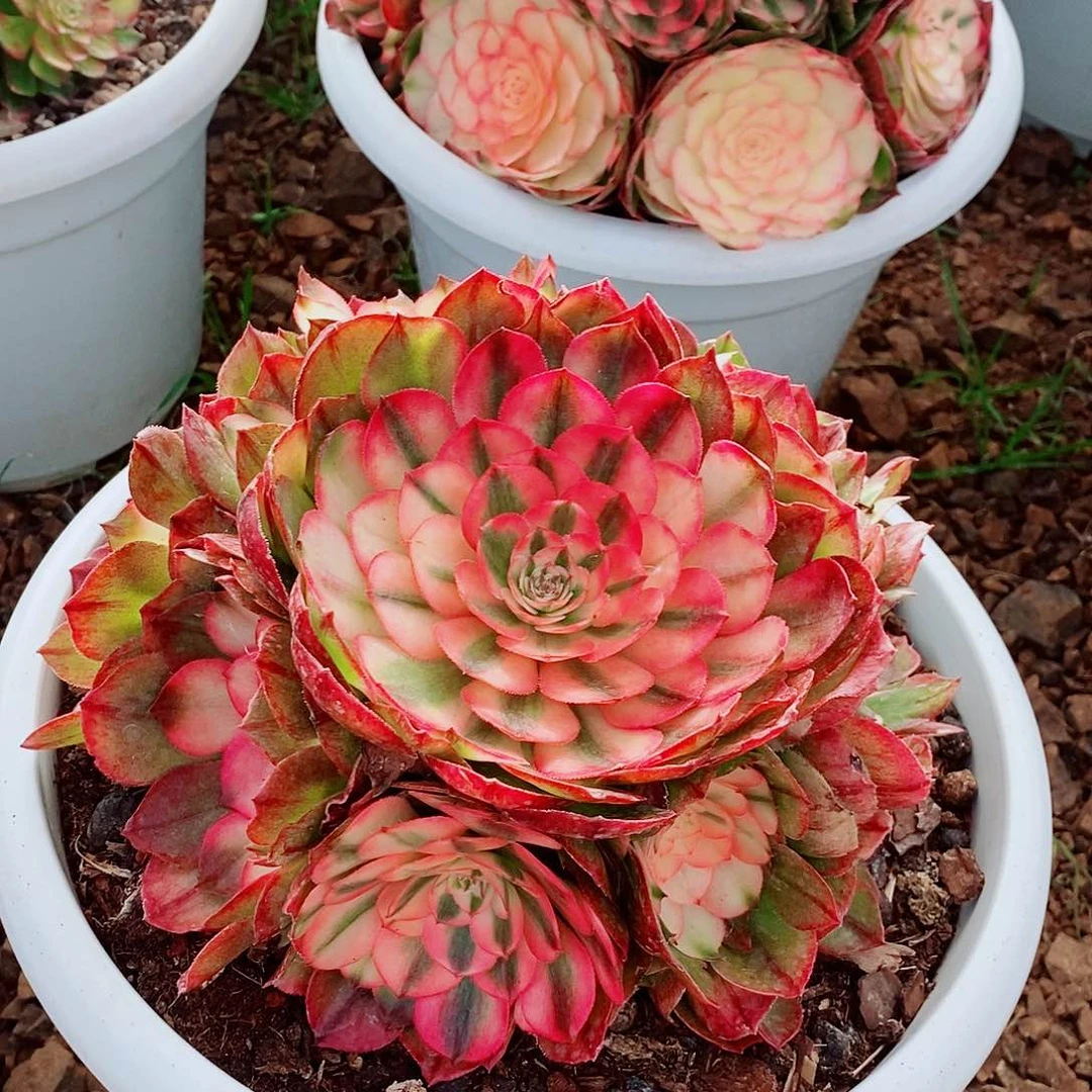 上古园艺多肉法师