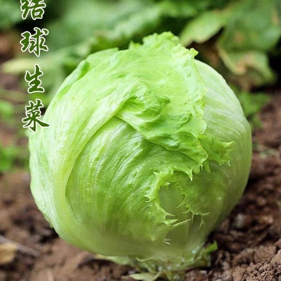 【满5包包邮】结球生菜种子球生菜种籽包心球形冬季四季盆栽球种