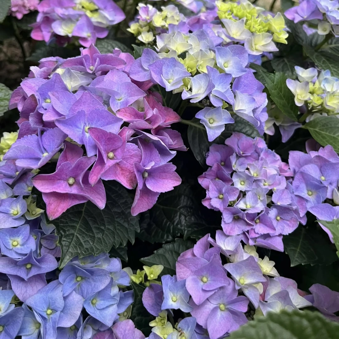 七彩沉香绣球花盆栽庭院阳台花卉植物喜水易养护