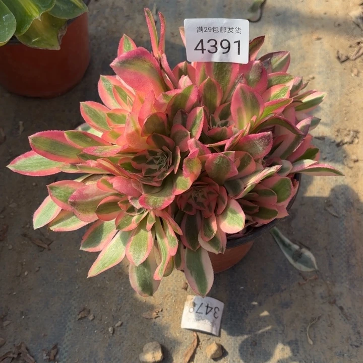 粉女巫多肉法师4391