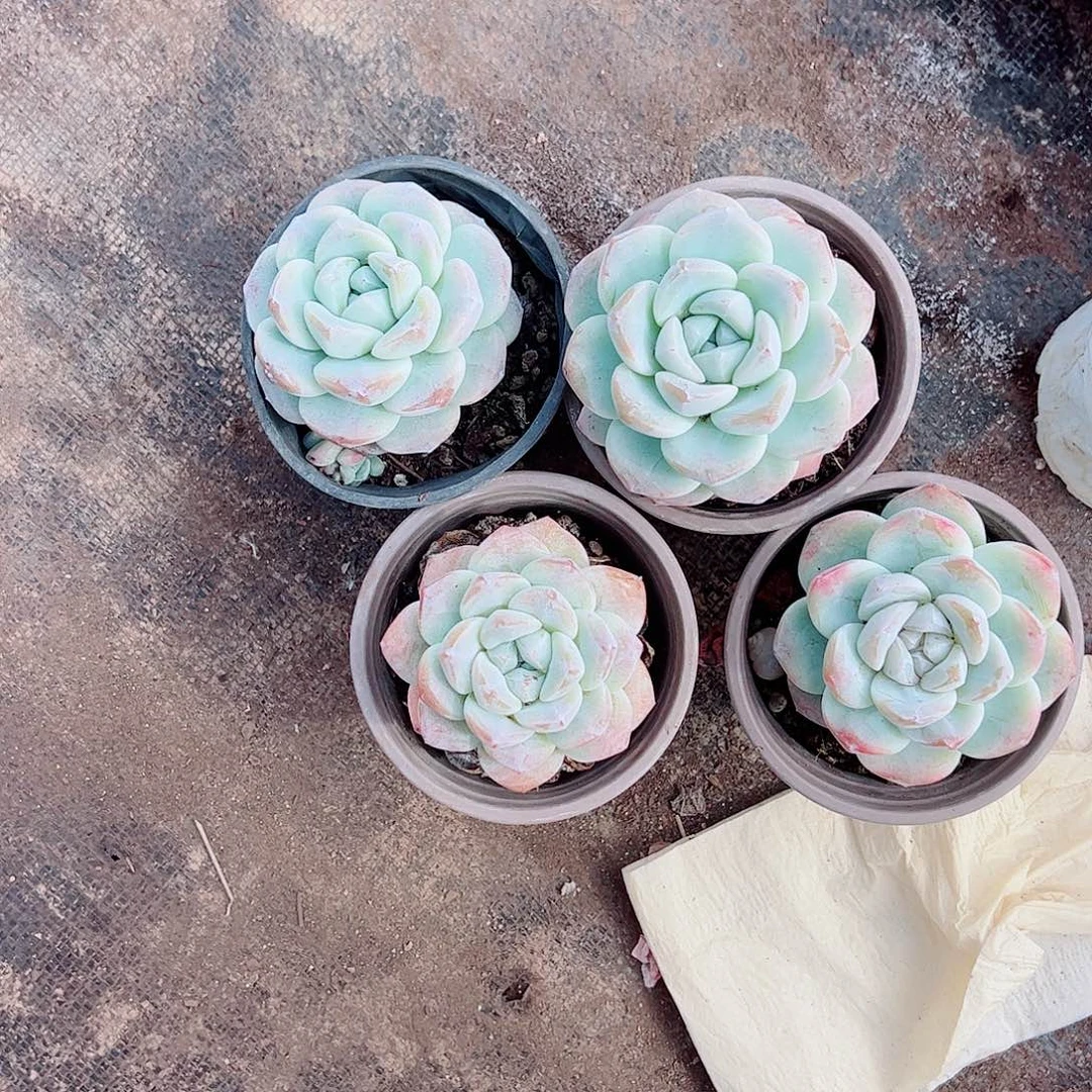 冰玉玉蝴蝶大单头三盆