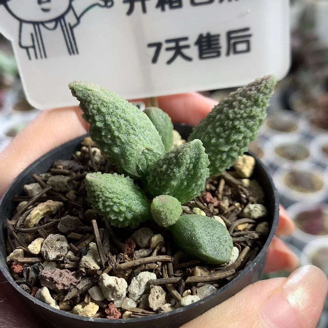 M027 优选种播实生