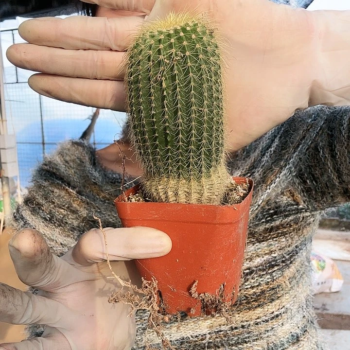 金冠柱11111111111