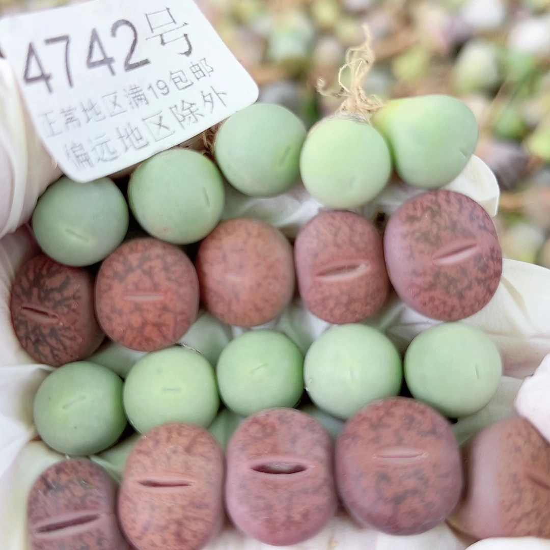 4742酒红，鸽子蛋，共20个1-1.5cm比较小特价