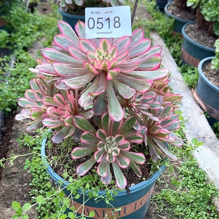 0518白月光多肉植物