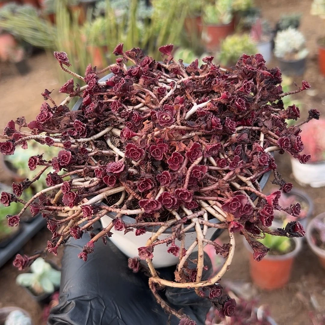 多肉植物小球玫瑰