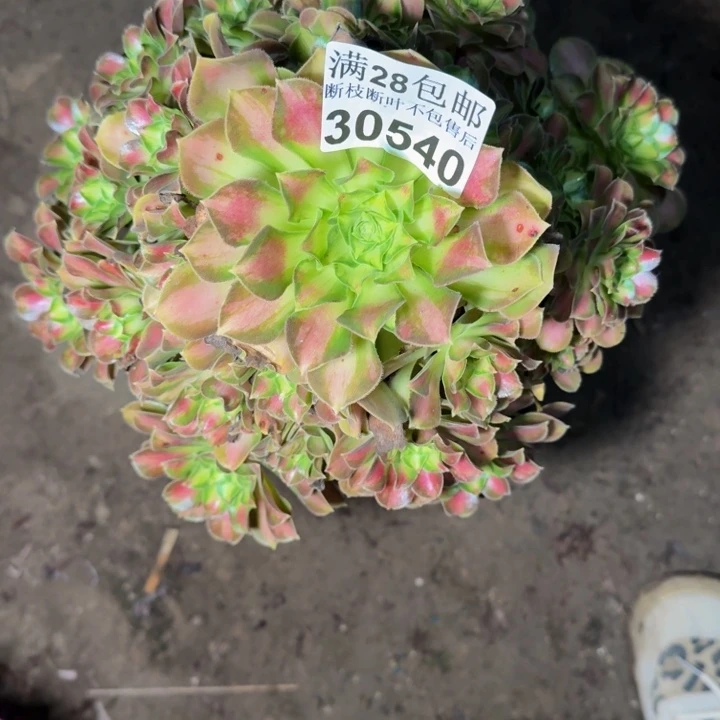 30540韶华多肉植物