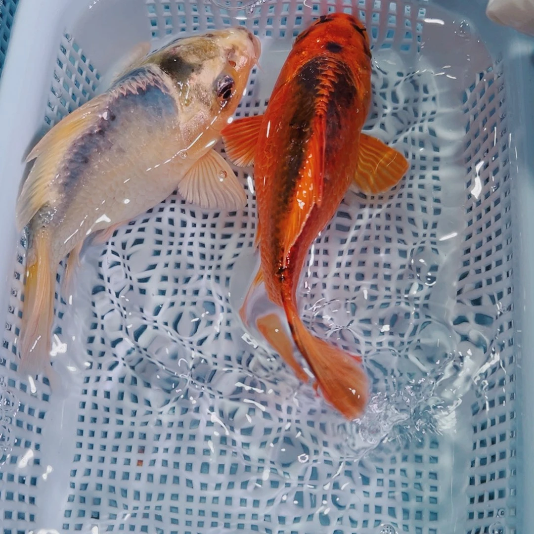 锦鲤锦鲤冷水鱼观赏106