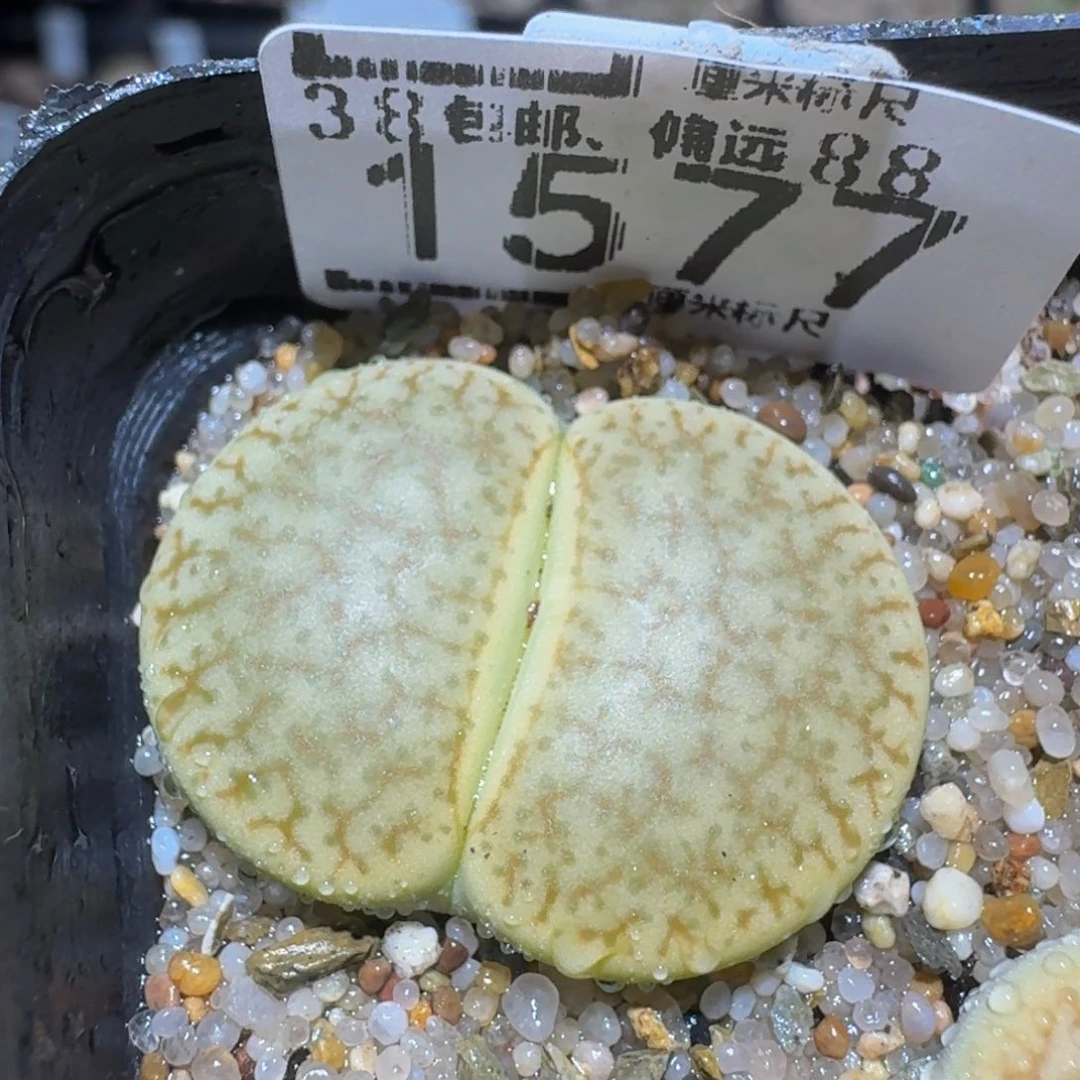zzzz精品生石花1577