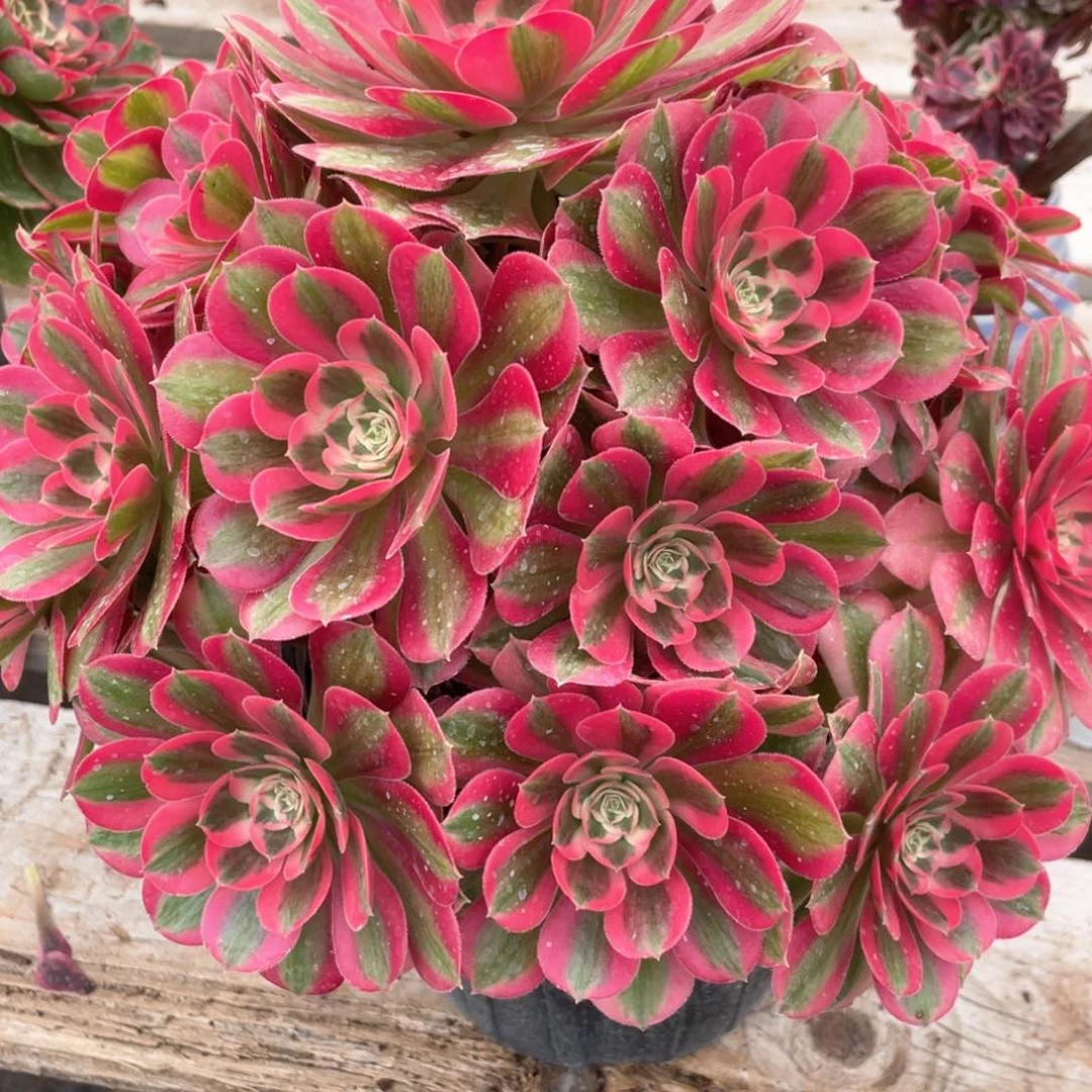 七彩石老桩手捧88