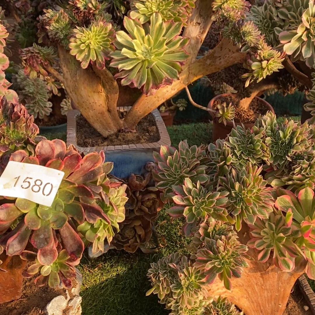 水彩绘缀化1颗1581号