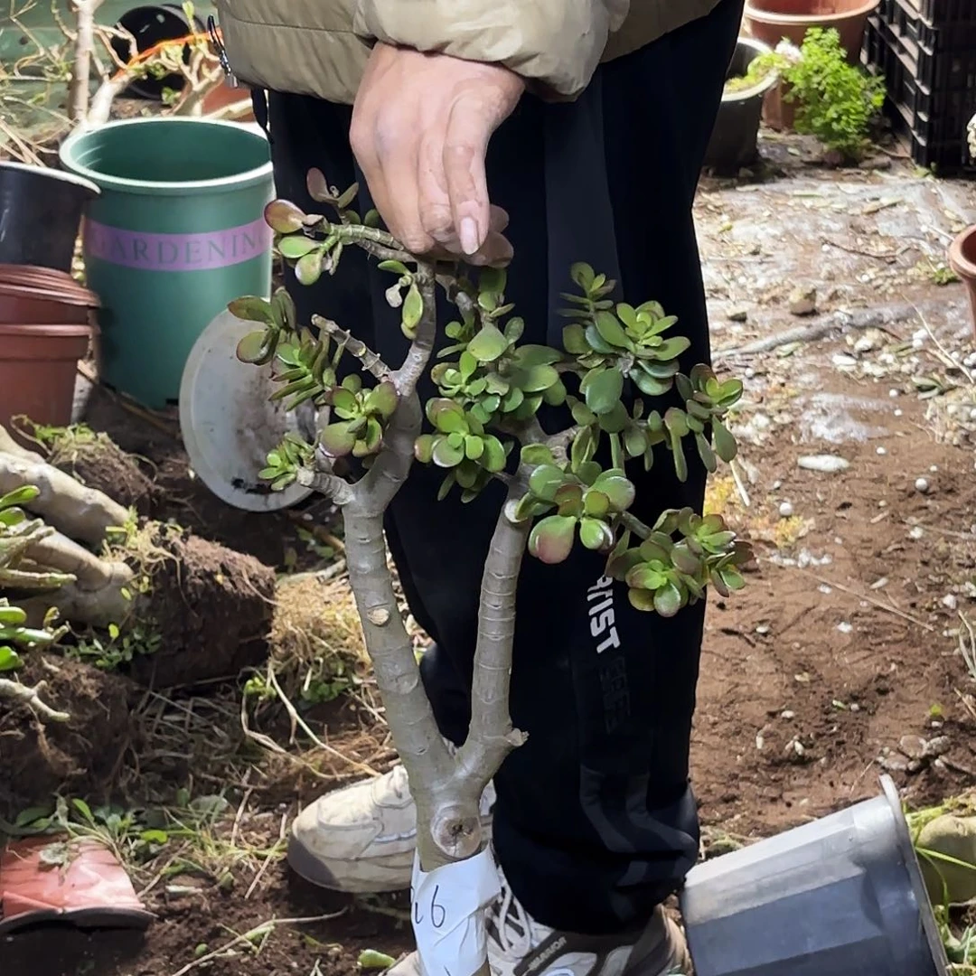 量***钥8716姬红花月带土球发货