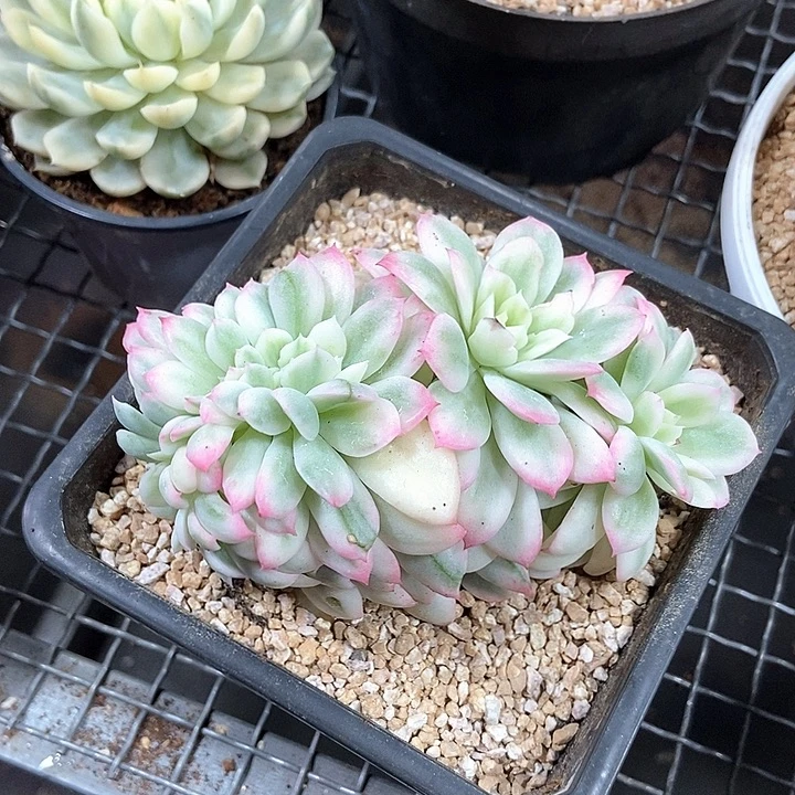 蓝安娜锦缀多肉植物
