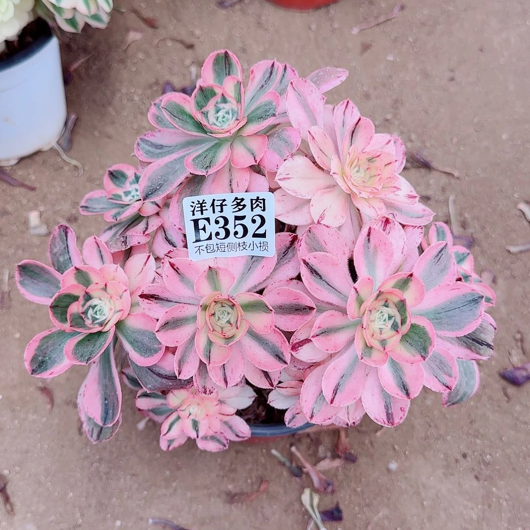 352燕姿 冠幅20左右