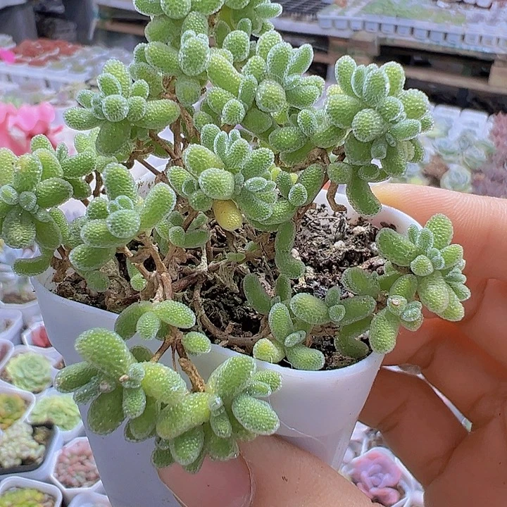 冰晶枝干19包邮多肉植物
