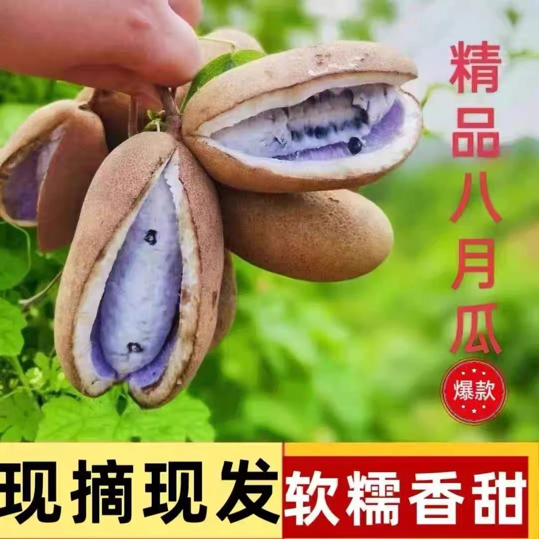 新鲜现摘八月瓜香甜软糯应季稀有水果