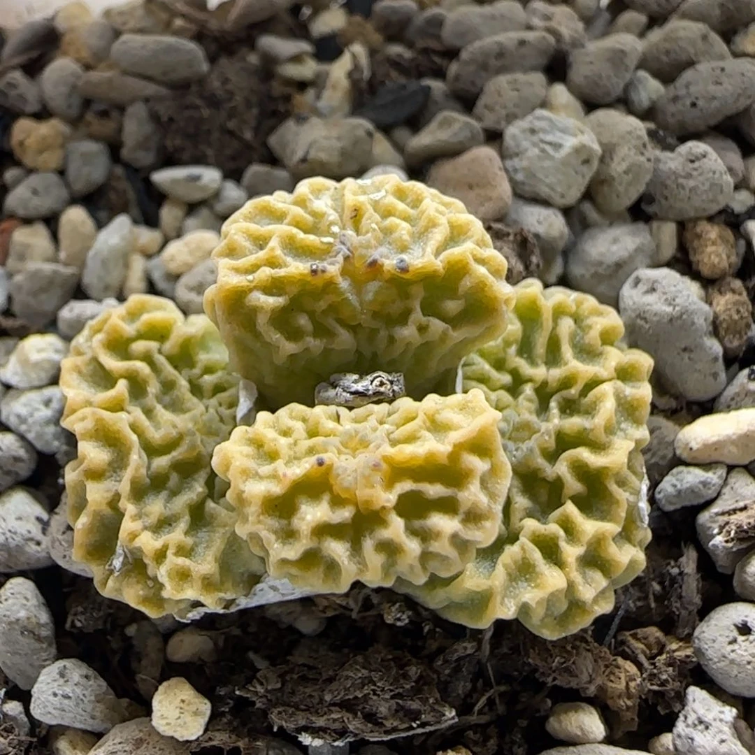 7-10-4-3当天满38包邮超级烧卖大母本1.5cm脱土