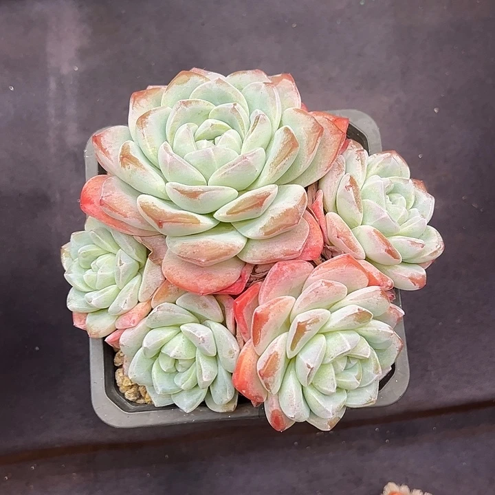 冰玉大群多肉植物