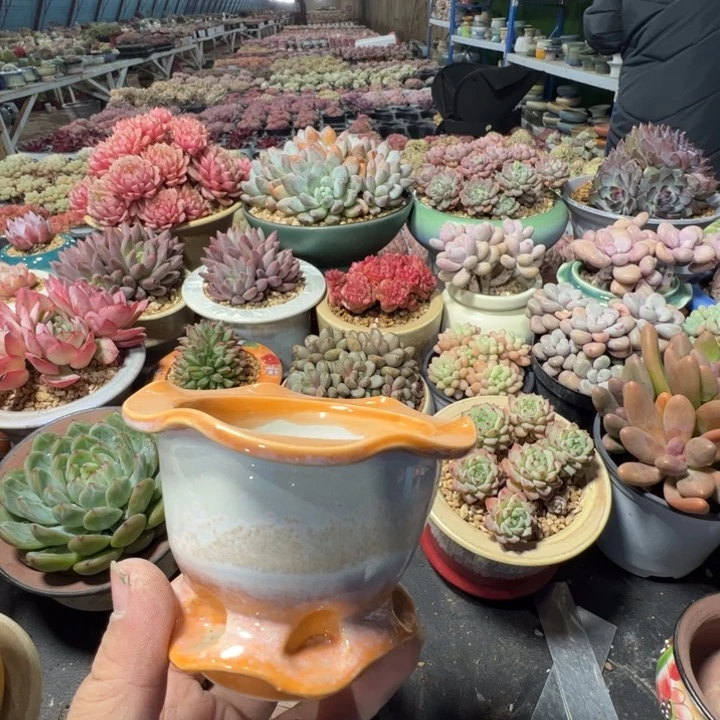 特价花盆满50发货内口8