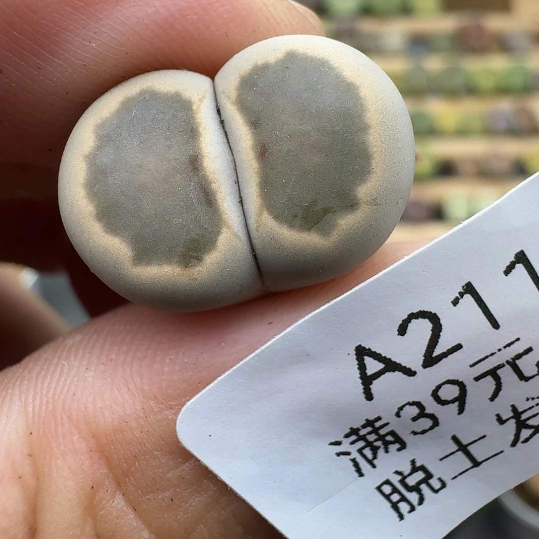 211多肉哈哈哈哈哈哈哈