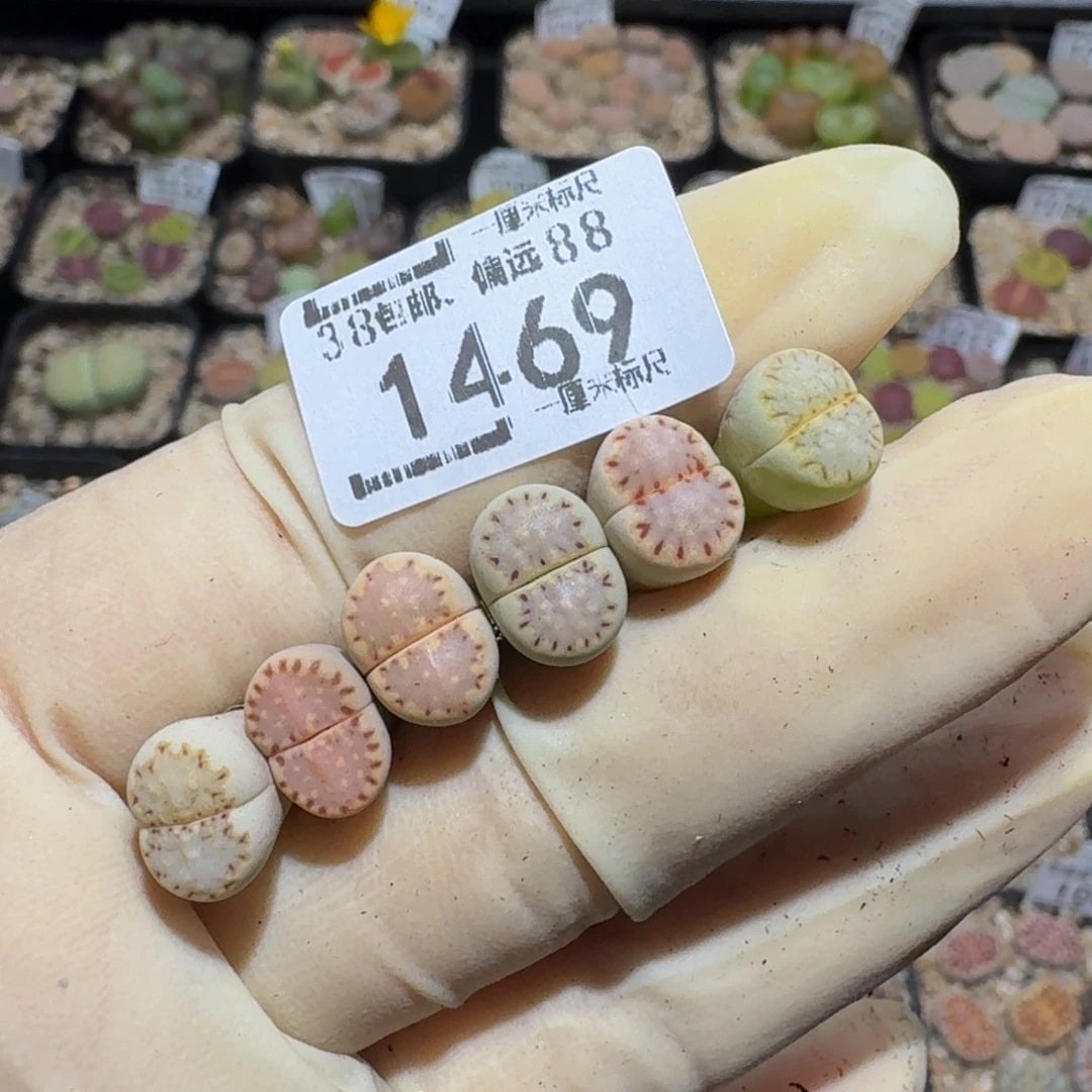 书***人zzzx生石花肉锥1469