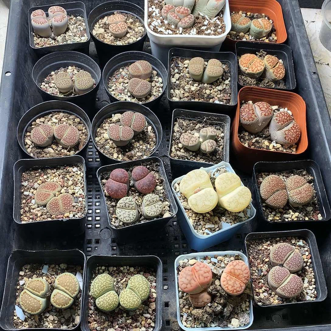 不*生K390多肉植物保护研究所