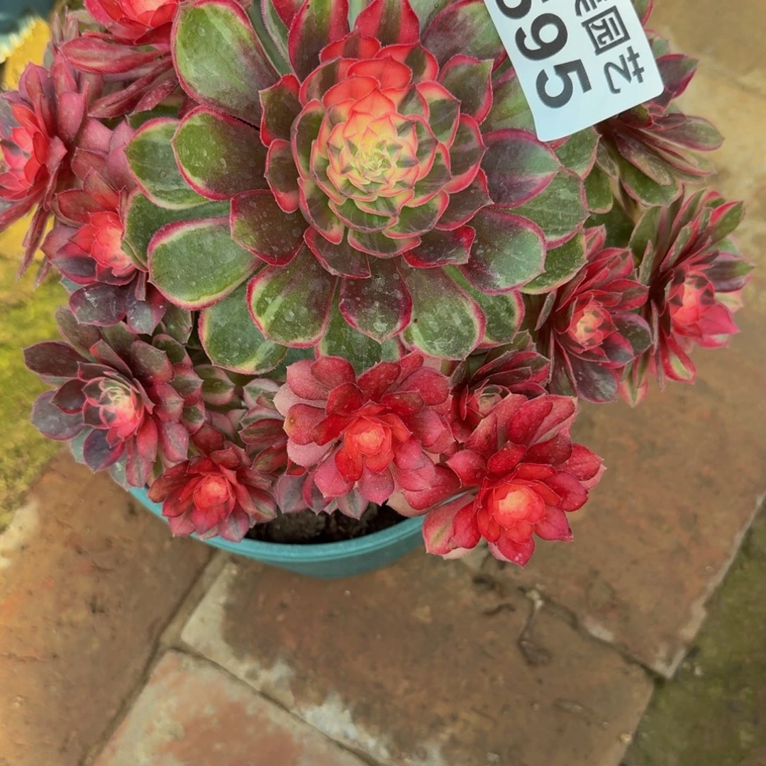 咲***黑魔锦福利不周正595肉肉肉