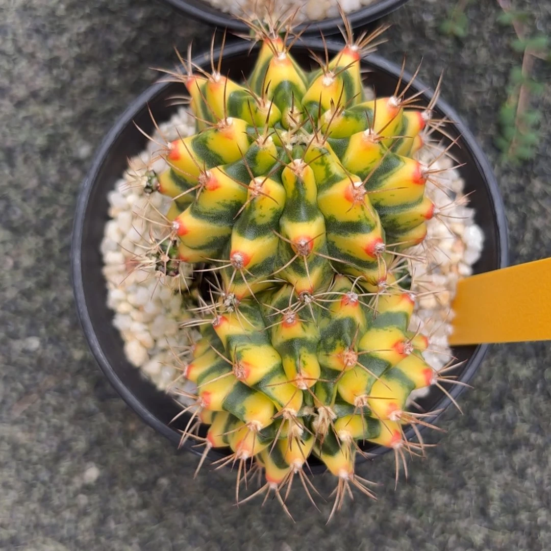 ****ʔL518-1217泰国发货