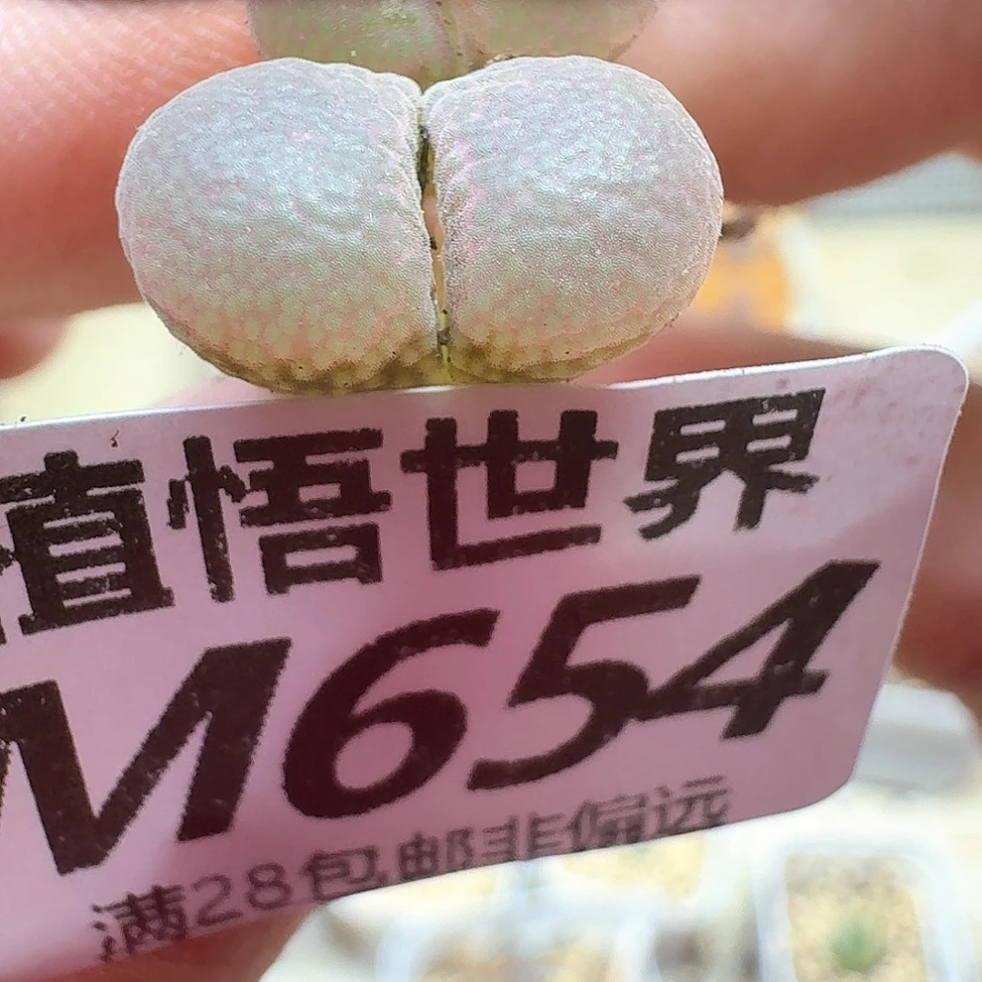 多肉植物的嘴和发