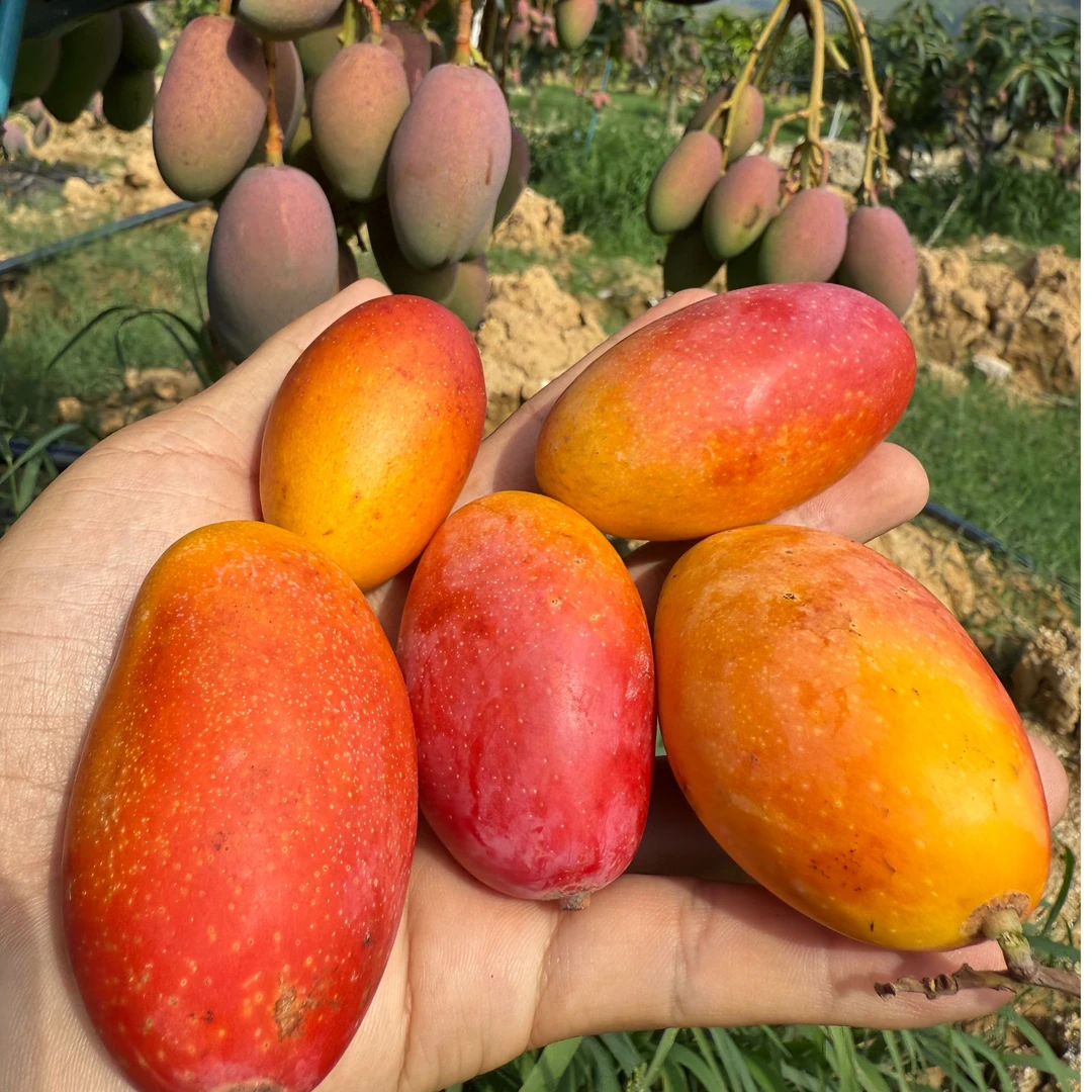 攀枝花七彩小贵妃芒果(个头小越小越甜)放软食用