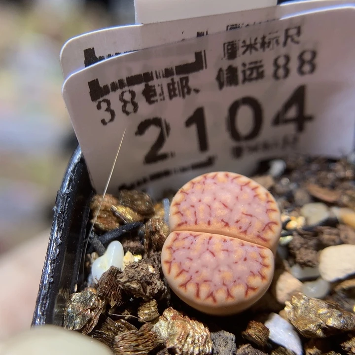 Ssss精品生石花2104