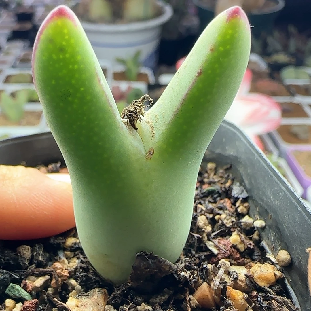 茳**姐28包邮脱土发货28340