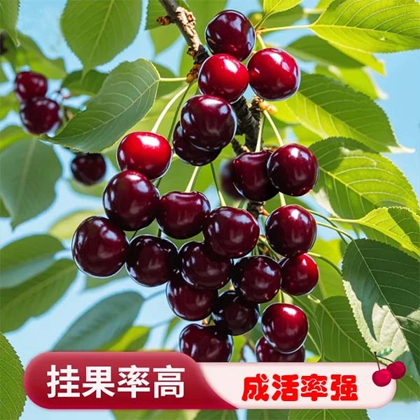 正宗车厘子大樱桃果树苗纯甜大果南北方地栽盆栽送肥料